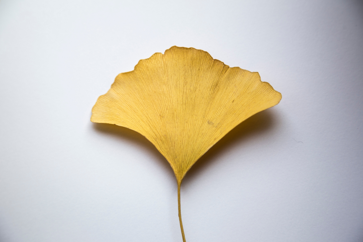 Ginkgo Biloba : cette plante qui préserve votre mémoire.